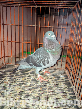 মাক্সি হুমা রানিং নর